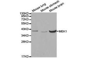 Western Blotting (WB) image for anti-Mitogen-Activated Protein Kinase Kinase 1 (MAP2K1) antibody (ABIN1873603) (MEK1 抗体)