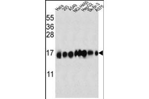 IFITM3 Antibody (N-term) (ABIN387989 and ABIN2845007) western blot analysis in Hela,293,A549,NCI-,HepG2,Sk-Br-3, cell line lysates (35 μg/lane). (IFITM3 抗体  (N-Term))