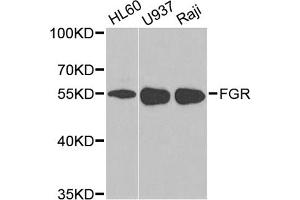 Western blot analysis of extracts of various cell lines, using FGR antibody (ABIN1872692) at 1:1000 dilution. (Fgr 抗体)