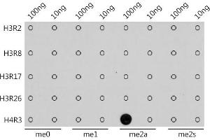 Dot-blot analysis of all sorts of methylation peptides using Asymmetric DiMethyl-Histone H4-R3 antibody (ABIN7267749) at 1:1000 dilution. (Histone H4 抗体  (2meArg3 (asymetric)))