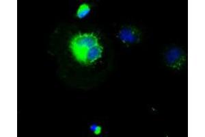 Anti-CD4 mouse monoclonal antibody (ABIN2452385) immunofluorescent staining of COS7 cells transiently transfected by pCMV6-ENTRY CD4 (RC206453). (CD4 抗体)