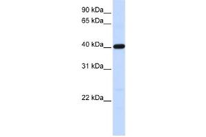 Western Blotting (WB) image for anti-Tropomodulin 3 (TMOD3) antibody (ABIN2459846) (TMOD3 抗体)