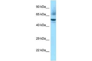 WB Suggested Anti-Nr1h3 Antibody Titration: 1. (NR1H3 抗体  (C-Term))