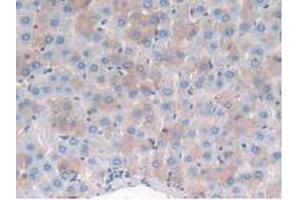 IHC-P analysis of Rat Liver Tissue, with DAB staining. (MME 抗体  (AA 286-428))