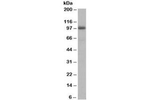 Western blot testing of human liver lysate with AKAP8 antibody at 1ug/ml. (AKAP8 抗体)