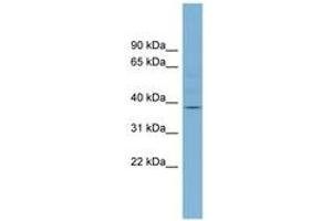 Image no. 1 for anti-beta-1,3-N-Acetylgalactosaminyltransferase 1 (B3GALNT1) (AA 251-300) antibody (ABIN6742021) (B3GALNT1 抗体  (AA 251-300))