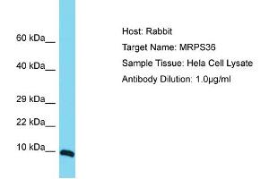 Host: Rabbit Target Name: MRPS36 Sample Tissue: Human Hela Whole Cell Antibody Dilution: 1ug/ml (MRPS36 抗体  (Middle Region))