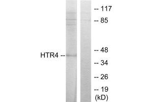 Western Blotting (WB) image for anti-Serotonin Receptor 4 (HTR4) (N-Term) antibody (ABIN1850161) (Serotonin Receptor 4 抗体  (N-Term))