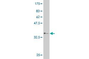 Western Blot detection against Immunogen (37. (HEYL 抗体  (AA 221-327))