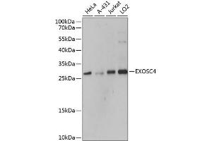 Western blot analysis of extracts of various cell lines, using EXOSC4 antibody  at 1:3000 dilution. (EXOSC4 抗体  (AA 1-245))