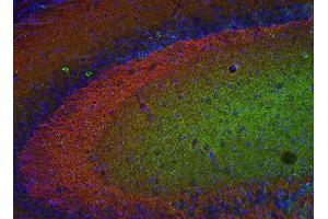 Indirect immunostaining of PFA fixed mouse hippocampus section with anti-Munc18-1 (dilution 1 : 500; red) and mouse anti-MAP 2 (cat. (STXBP1 抗体)