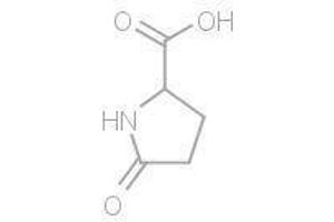 L-Pyroglutamic acid (L-Pyroglutamic acid)