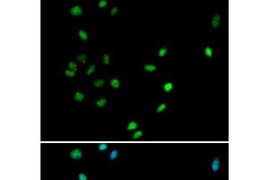 Immunofluorescence analysis of A549 cells using RUNX1 Polyclonal Antibody (RUNX1 抗体)