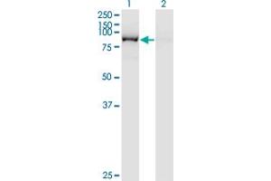 Western Blotting (WB) image for anti-Glutaminyl-tRNA Synthetase (QARS) (AA 677-775) antibody (ABIN562548)