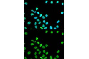 Immunofluorescence (IF) image for anti-Lamin A/C (LMNA) (AA 403-572) antibody (ABIN3020785)