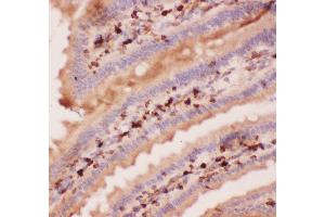 Anti-Angiopoietin 2 Picoband antibody,  IHC(P): Mouse Intestine Tissue (Angiopoietin 2 抗体  (AA 19-348))