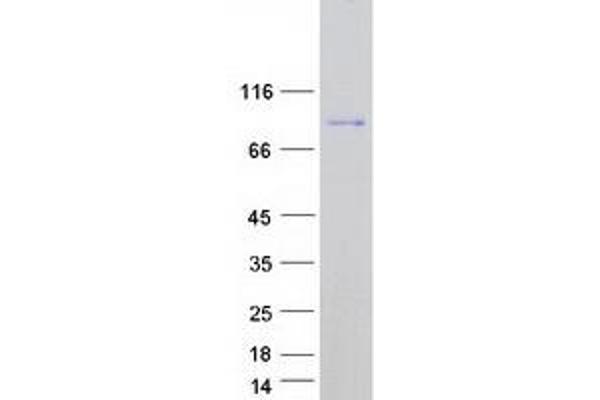 DMWD Protein (Myc-DYKDDDDK Tag)