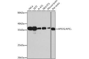 Western blot analysis of extracts of various cell lines, using // Rabbit mAb (ABIN7265650) at 1:1000 dilution. (APEX1 抗体)