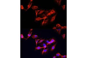 Immunofluorescence analysis of U-2 OS cells using CLUH Polyclonal Antibody  at dilution of 1:100 (40x lens). (CLUH 抗体  (AA 1120-1309))