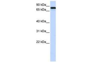 Image no. 1 for anti-Ewing Sarcoma Breakpoint Region 1 (EWSR1) (AA 216-265) antibody (ABIN6743005) (EWSR1 抗体  (AA 216-265))