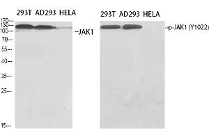 Western Blot analysis of 293T (1), AD293 (2), Hela (3), diluted at 1:500. (JAK1 抗体  (pTyr1022))