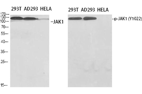 JAK1 抗体  (pTyr1022)