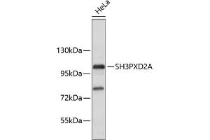 SH3PXD2A 抗体