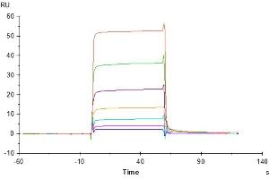 Human NKG2C&CD94, His Tag immobilized on CM5 Chip can bind Human HLA-E*01:03 Complex Tetramer, His Tag with an affinity constant of 1. (NKG2C & CD94 protein (His-Avi Tag))