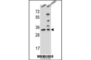 Western blot analysis in Hela,NCI-H460 cell line lysates (35ug/lane). (Nth Endonuclease III-Like 1 (NTHL1) (AA 88-117) 抗体)