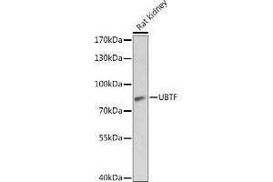 Western blot analysis of extracts of Rat kidney, using UBTF antibody  at 1:1000 dilution. (UBTF 抗体  (AA 200-440))