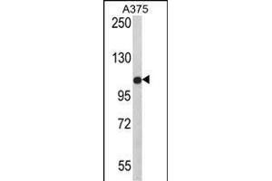 Western blot analysis of TCPR1 Antibody (N-term) (ABIN390828 and ABIN2841056) in  cell line lysates (35 μg/lane). (TECPR1 抗体  (N-Term))