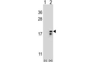 Western Blotting (WB) image for anti-Cytochrome C Oxidase Subunit VIa Polypeptide 1 (COX6A1) antibody (ABIN3004056) (COX6A1 抗体)