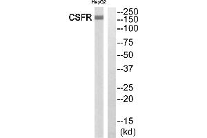 Western blot analysis of extracts from HepG2 cells, using CSFR (Ab-699)antibody. (CSF1R 抗体  (C-Term))