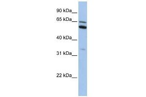 C2ORF42 antibody used at 1 ug/ml to detect target protein. (C2orf42 抗体  (N-Term))