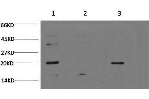 Western Blot analysis of 1) Hela, 2) C2C12, 3) PC-12 cells using Bax Monoclonal Antibody at dilution of 1:1000. (BAX 抗体)