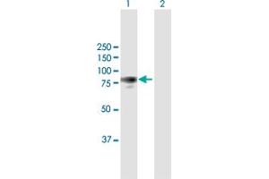 Western Blot analysis of PTK2 expression in transfected 293T cell line by PTK2 MaxPab polyclonal antibody. (FAK 抗体  (AA 1-680))
