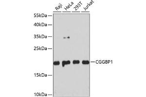 Western blot analysis of extracts of various cell lines, using CGGBP1 antibody  at 1:3000 dilution. (CGGBP1 抗体  (AA 1-167))