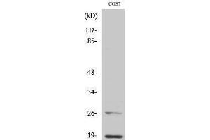 Western Blotting (WB) image for anti-Neural Precursor Cell Expressed, Developmentally Down-Regulated 8 (NEDD8) (N-Term) antibody (ABIN3176254) (NEDD8 抗体  (N-Term))
