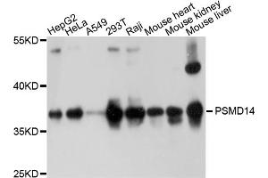 Western blot analysis of extracts of various cell lines, using PSMD14 antibody (ABIN4904884) at 1:1000 dilution. (PSMD14 抗体)
