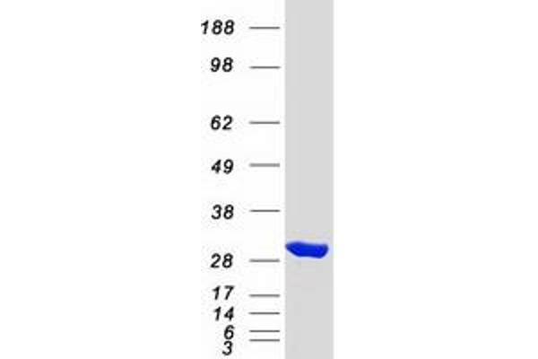 SBDS Protein (Myc-DYKDDDDK Tag)