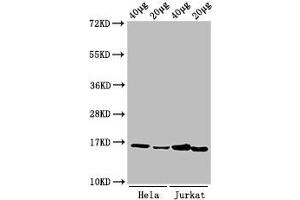 Western Blot Positive WB detected in: Hela cell acid extracts, Jurkat cell acid extracts All lanes: HIST1H3A antibody at 1 μg/mL Secondary Goat polyclonal to rabbit IgG at 1/50000 dilution Predicted band size: 16 kDa Observed band size: 16 kDa (HIST1H3A 抗体  (meLys9))