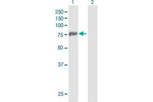 Western Blot analysis of PADI3 expression in transfected 293T cell line by PADI3 MaxPab polyclonal antibody. (PADI3 抗体  (AA 1-664))