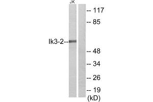 Western Blotting (WB) image for anti-Cdk5 and Abl Enzyme Substrate 2 (CABLES2) (Internal Region) antibody (ABIN1850210) (CABLES2 抗体  (Internal Region))