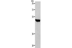 Western Blotting (WB) image for anti-Sphingosine-1-Phosphate Receptor 1 (S1PR1) antibody (ABIN2427001) (S1PR1 抗体)