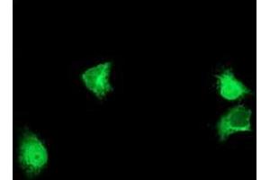 Immunofluorescence (IF) image for anti-Asparagine-Linked Glycosylation 2, alpha-1,3-Mannosyltransferase Homolog (ALG2) antibody (ABIN1496609) (ALG2 抗体)