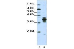 HNRPD antibody used at 1. (HNRNPD/AUF1 抗体)