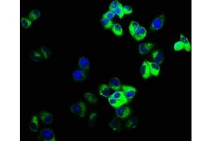 Immunofluorescence staining of Hela cells with ABIN7153633 at 1:166, counter-stained with DAPI. (GJD2 抗体  (AA 99-197))