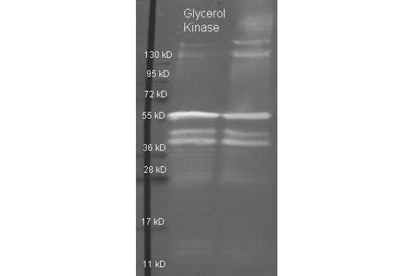 Glycerol Kinase 抗体  (HRP)