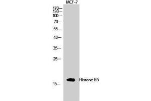 Western Blot (WB) analysis of MCF-7 cells using Histone H3 Polyclonal Antibody. (Histone 3 抗体  (Lys381))