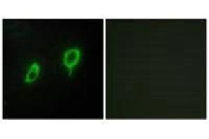 Immunofluorescence analysis of COS7 cells, using 14-3-3 γ antibody. (14-3-3 gamma 抗体)